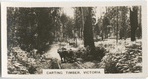 Carting Timber, Victoria.