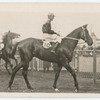 Murillo. Trained by owner, Mr. E.A. Connolly.