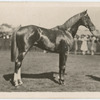 Trivalve. Trainer J. Scobie.