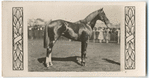 Trivalve. Trainer J. Scobie.