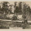 A married settler's home, Batlow.