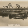 Sheep on Liverpool Plains.