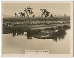 Sheep on Liverpool Plains.