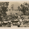 Dairy cattle, Gloucester.