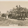 Harvesting, Cowra.