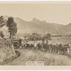 Hauling timber, North Coast.