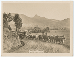 Hauling timber, North Coast.