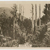 Forest scene, Warburton, Victoria.