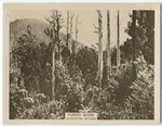 Forest scene, Warburton, Victoria.