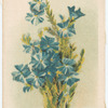 Leschenaultia biloba (Leschenaultia).