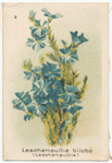 Leschenaultia biloba (Leschenaultia).