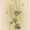 Yantnosia (Southern Cross).