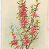 Hypocalymna robustum (Pink Myrtle).