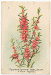 Hypocalymna robustum (Pink Myrtle).