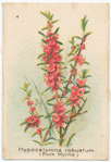Hypocalymna robustum (Pink Myrtle).
