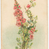 Verticordia (Verticordia).