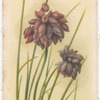 Sowerboea juncea (Corn flower).