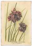 Sowerboea juncea (Corn flower).