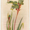 Anigozanthus [anigozanthos] manglesii (Kangaroo Paw).