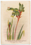 Anigozanthus [anigozanthos] manglesii (Kangaroo Paw).