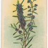 Hovea trispernum [trisperma] (Hovea).