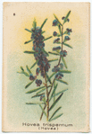 Hovea trispernum [trisperma] (Hovea).