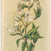 Prostanthera lasianthus (Native Lilac).