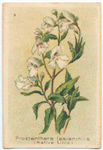 Prostanthera lasianthus (Native Lilac).
