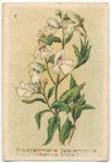 Prostanthera lasianthus (Native Lilac).