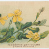 Goodenia geniculata (Native Primrose).