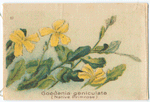 Goodenia geniculata (Native Primrose).