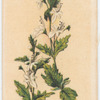 Teucrium corymboides [corymbosum](Corymb-flowered Teucrium).