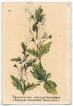 Teucrium corymboides [corymbosum](Corymb-flowered Teucrium).