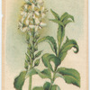 Veronica Derwentia (Speedwell).