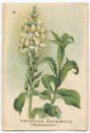 Veronica Derwentia (Speedwell).