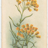 Helichrysum semipaposum [semipapposum](Everlastings).
