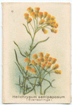Helichrysum semipaposum [semipapposum](Everlastings).