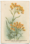 Helichrysum semipaposum [semipapposum](Everlastings).