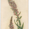 Lythrium [lythrum] salicaria (Purple Loose-strife).