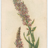 Lythrium [lythrum] salicaria (Purple Loose-strife).