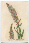 Lythrium [lythrum] salicaria (Purple Loose-strife).