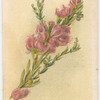 Melaleuca thymifolia (Thyme-leaved Tea Tree).