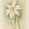Actinotus, helianthi & minor (Flanel Flower-large & small).