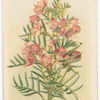 Boronia pinata (Pink Boronia).