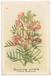 Boronia pinata (Pink Boronia).