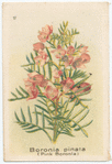 Boronia pinata (Pink Boronia).