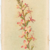 Candollea graminifolium (Springback).