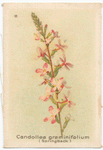 Candollea graminifolium (Springback).