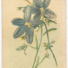 Scoevola hispida (Scoevola).