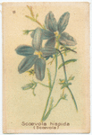 Scoevola hispida (Scoevola).